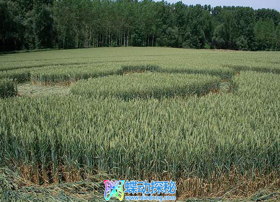 2007年6月14日比利时Daal Oost-Vlanderen麦田怪圈