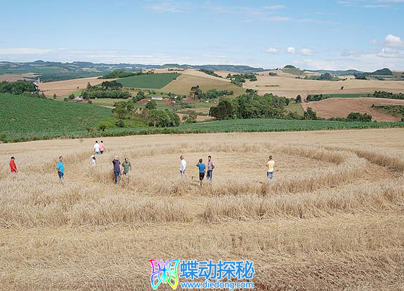 2008年11月09日巴西Ipuacu Rio Grande do Sul麦田怪圈