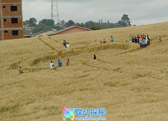 2008年11月11日巴西Xanxere Santa Catarina麦田怪圈