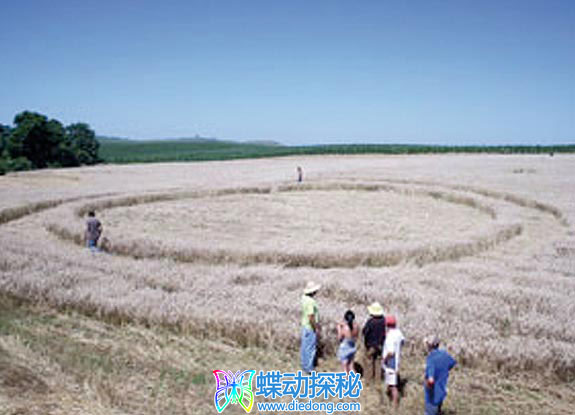 2008年11月19日巴西Formosa Do Sul Santa Catarina麦田怪圈