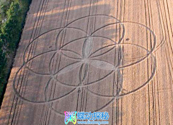 2006年6月19日意大利Calcinaia Toscana麦田怪圈