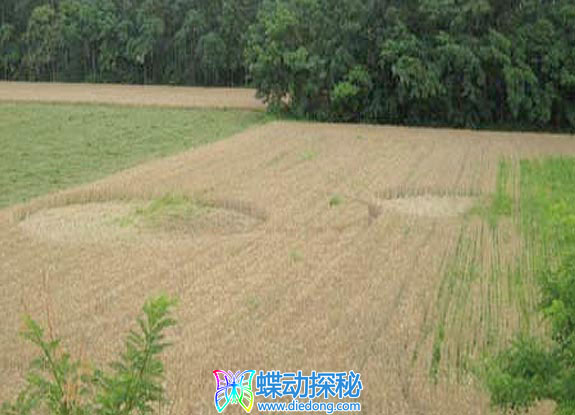 2007年6月21日意大利Uboldo Lombardia麦田怪圈