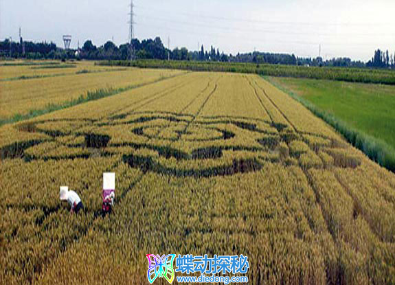 2008年6月04日意大利Lignano Sabbiadoro Friuli-Venezia Giul麦田怪圈