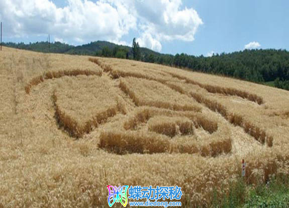 2012年7月06日意大利Corneto di Toano Emilia Romagna麦田怪圈