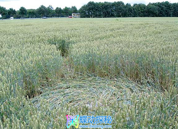 2007年6月29日荷兰Bosschenhoofd Noord-Brabant麦田怪圈