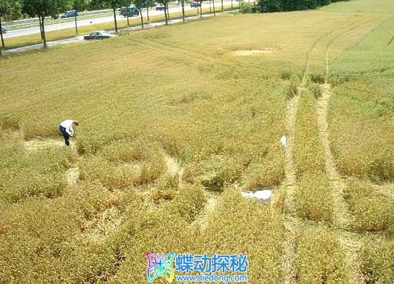 2007年7月01日荷兰Bosschenhoofd Noord-Brabant麦田怪圈