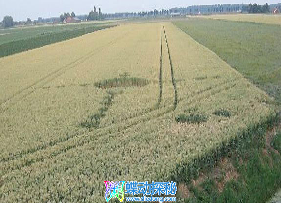 2010年7月09日荷兰Standdaarbuiten Noord-Brabant麦田怪圈