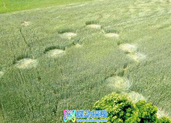 2012年6月06日波兰Orchowo Kujawsko-Pomorskie麦田怪圈