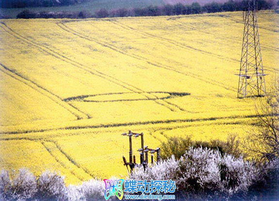 2005年4月23日英格兰Ringmer East Sussex麦田怪圈