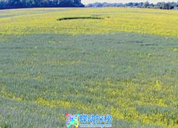 2006年5月30日英格兰Botley Oxfordshire麦田怪圈