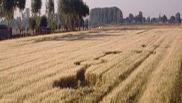 2006年7月21日比利时Nieuwerkerken Limburg麦田怪圈