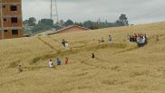2008年11月11日巴西Xanxere Santa Catarina麦田怪圈