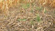 2007年10月01日加拿大Londesborough Ontario麦田怪圈