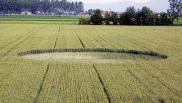 2006年5月28日意大利Appendini di Buriasco Piemonte麦田怪圈