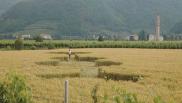 2007年5月23日意大利Vo Veneto麦田怪圈(5月31日再次更新)