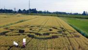 2008年6月04日意大利Lignano Sabbiadoro Friuli-Venezia Giul麦田怪圈