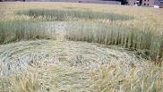 2008年6月11日意大利Varedo Lombardia麦田怪圈