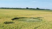 2006年7月13日荷兰Zevenberg Drenthe麦田怪圈