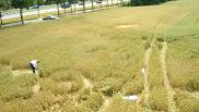 2007年7月01日荷兰Bosschenhoofd Noord-Brabant麦田怪圈