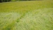 2005年5月28日英国Garsington Oxfordshire麦田怪圈