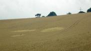 2005年7月10日英国Rickmansworth Hertfordshire麦田怪圈