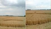 2010年8月02日英国Rochford Essex麦田怪圈