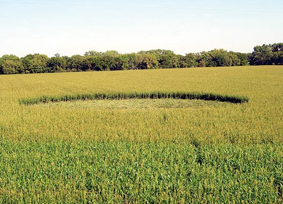 2006年9月9日美国Beloit麦田怪圈