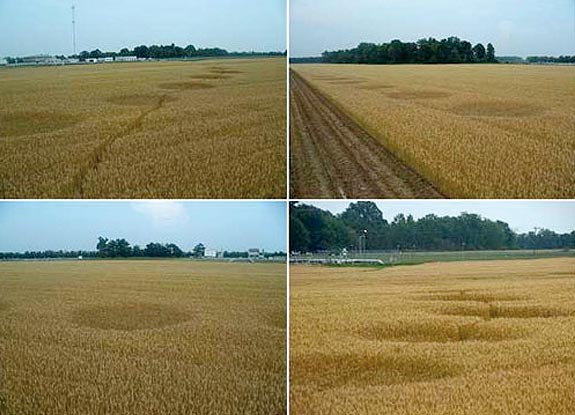 2007年5月10日美国Madison麦田怪圈