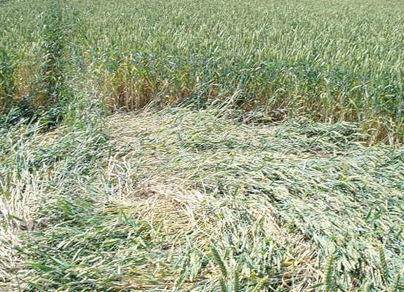 2008年6月24日荷兰Berg En Dal麦田怪圈