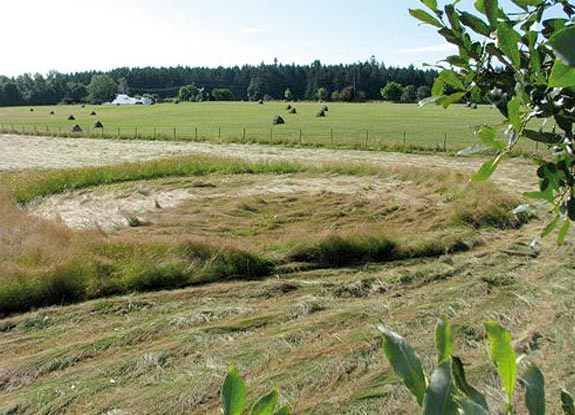 2008年7月15日加拿大Duncan麦田怪圈