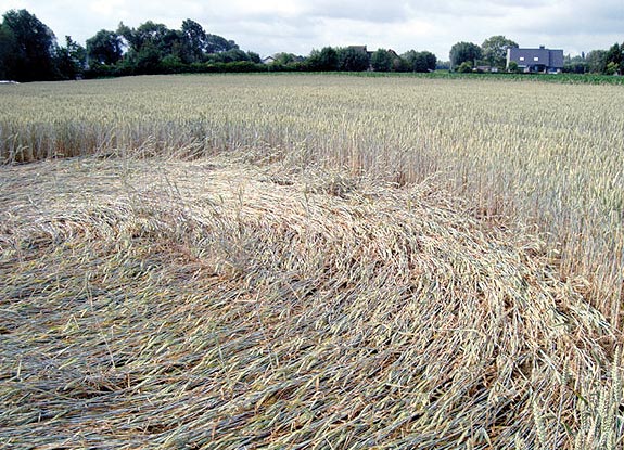 2011年6月19日比利时Erpe-Mere麦田怪圈