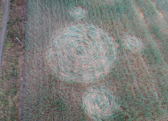 2020年6月2日麦田怪圈