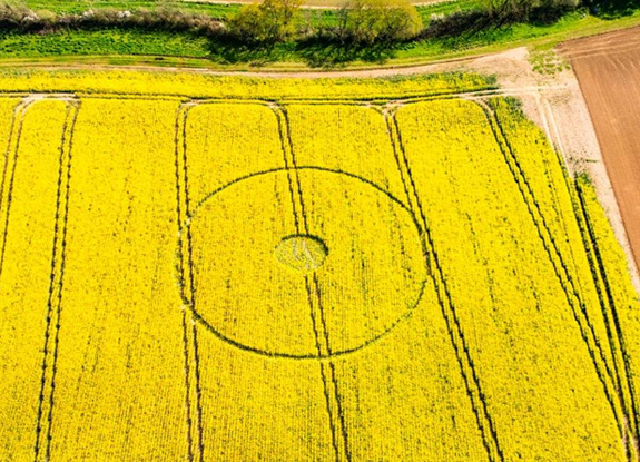 2025年4月11日英国Wimborne Minster麦田怪圈