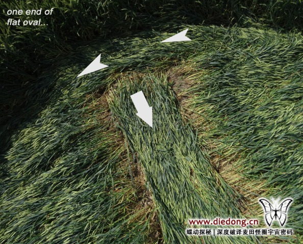 2014年6月26日荷兰Standdaarbuiten麦田怪圈