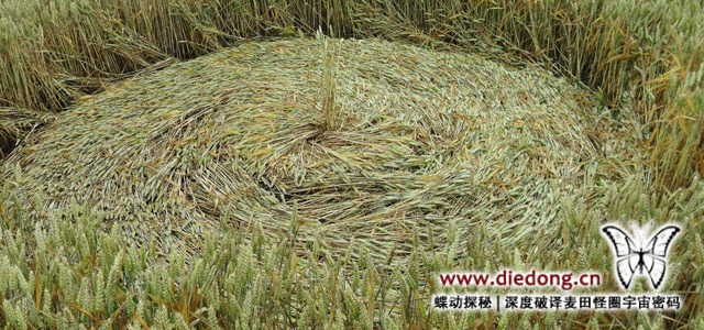 2014年7月8日荷兰Standdaarbuiten麦田怪圈