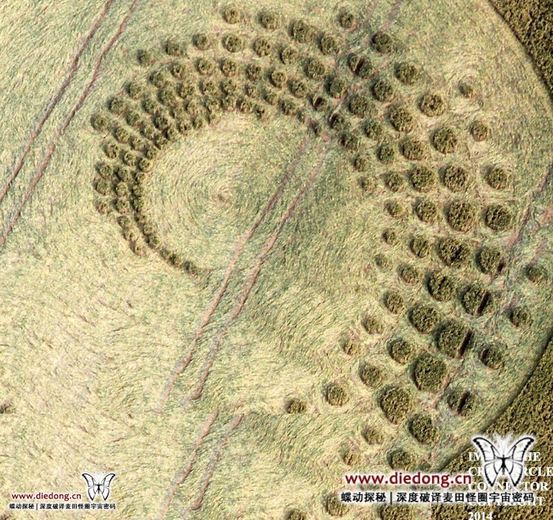 2014年7月16日英国Forest Hill麦田怪圈