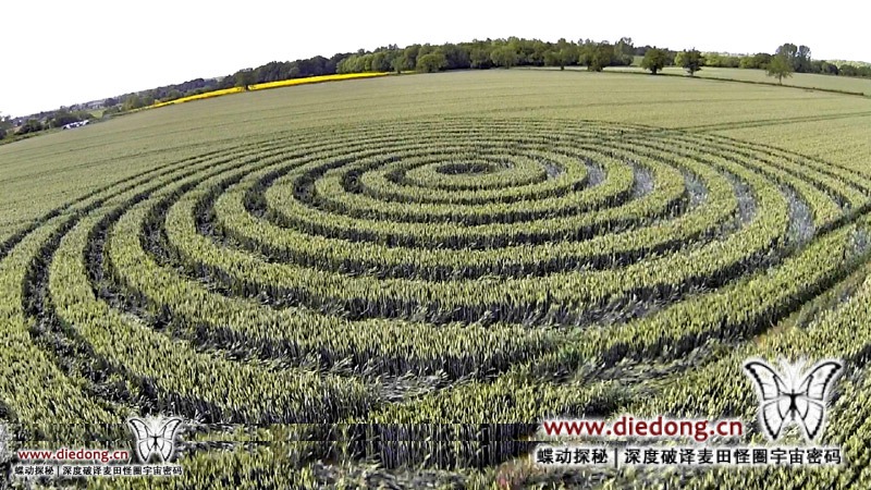 2015年6月9日英国Foxley Road麦田怪圈