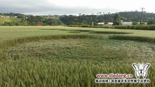 2015年10月7日巴西Prudentpolis麦田怪圈