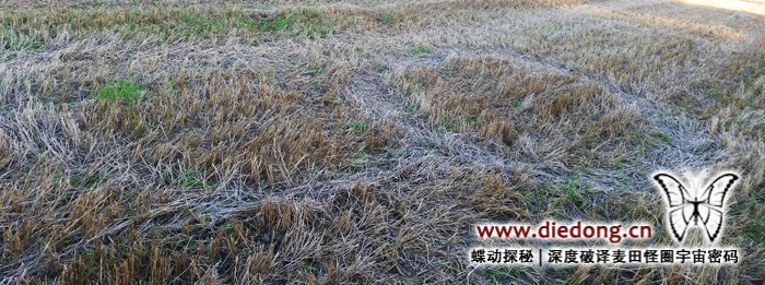 2016年9月2日挪威Skogvollenga Farm麦田怪圈
