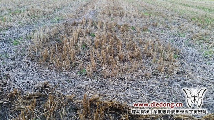 2016年9月2日挪威Skogvollenga Farm麦田怪圈