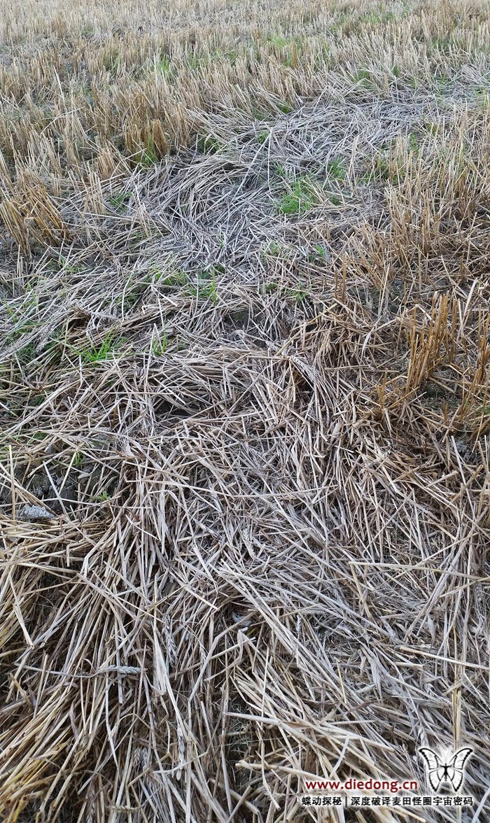 2016年9月2日挪威Skogvollenga Farm麦田怪圈