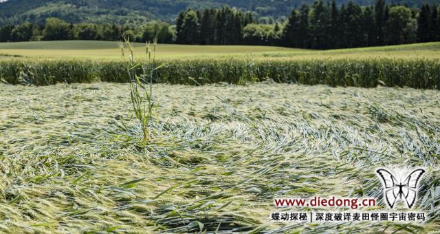 2018年6月17日瑞士Baggwilgraben麦田怪圈