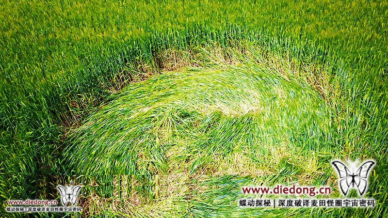 2018年7月1日英国Pancake Plantation麦田怪圈
