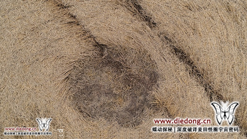 2018年8月19日英国Pancake Plantation麦田怪圈