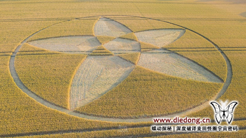 2020年7月22日英国Scrubbs Lane麦田怪圈