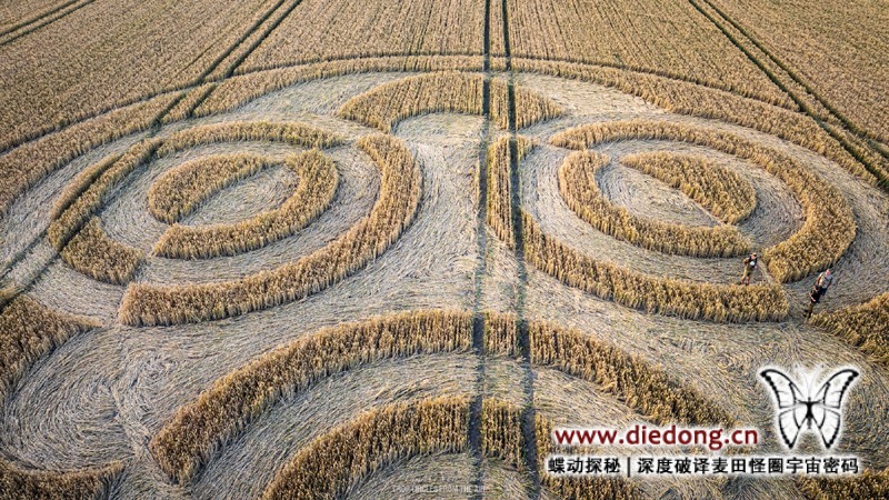 2026年7月4日英国Etchilhampton Hill麦田怪圈